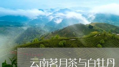 云南茗月茶与白牡丹/2023081261492