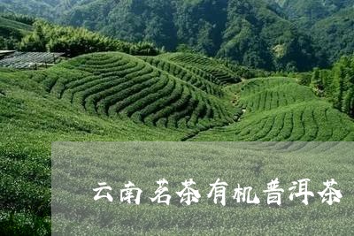 云南茗茶有机普洱茶/2023120577351