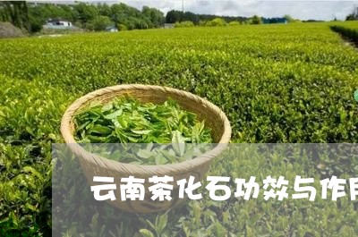 云南茶化石功效与作用/2023071625058