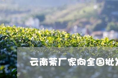 云南茶厂家向全国批发普洱茶/2023082610692