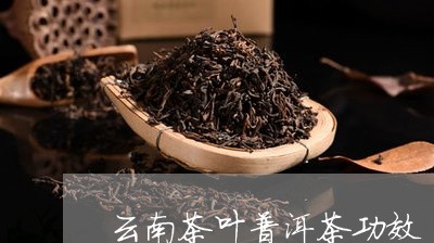 云南茶叶普洱茶功效/2023091427262