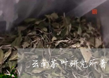 云南茶叶研究所普洱茶/2023062308693