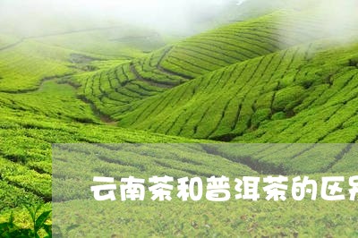 云南茶和普洱茶的区别/2023080213148