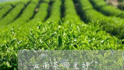 云南茶哪里好/2023042906060