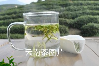 云南茶图片/2023041801877