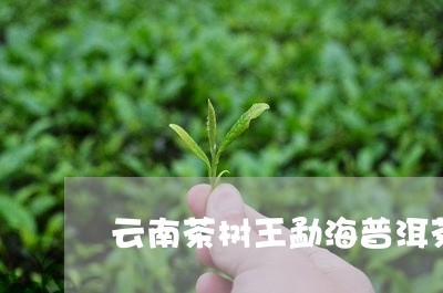 云南茶树王勐海普洱茶生茶/2023112906259