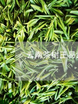 云南茶树王易武普洱茶/2023072425030