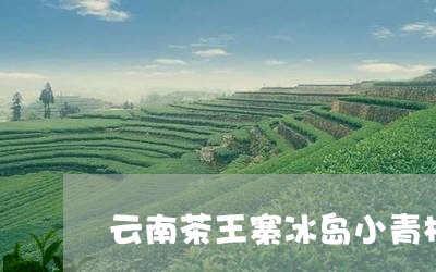 云南茶王寨冰岛小青柑/2023092305139