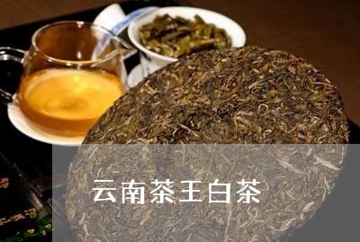 云南茶王白茶/2023051242504