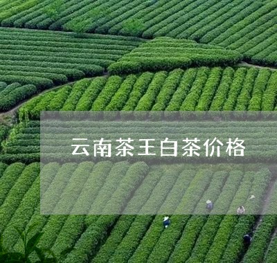 云南茶王白茶价格/2023061483804