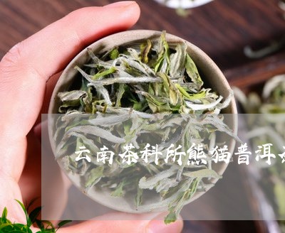 云南茶科所熊猫普洱茶/2023080336248