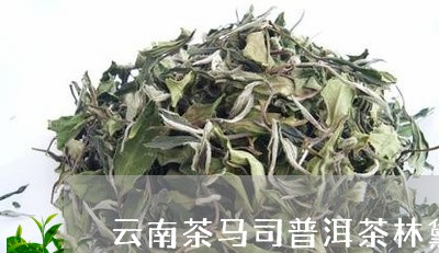 云南茶马司普洱茶林黛玉/2023112732707