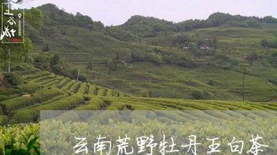 云南荒野牡丹王白茶/2023121641594