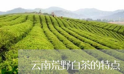 云南荒野白茶的特点/2023121630412