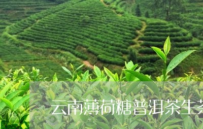 云南薄荷糖普洱茶生茶/2023120603948