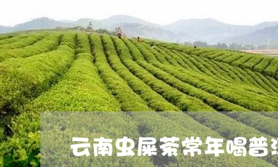 云南虫屎茶常年喝普洱茶抗癌吗/2023053016360