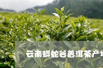 云南蟒蛇谷普洱茶产地/2023120666158