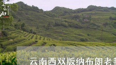 云南西双版纳布朗老爹茶叶/2023051241527