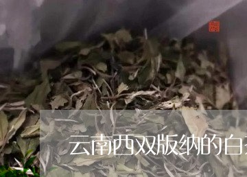 云南西双版纳的白茶/2023121661614