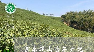 云南观山白茶产地/2023061490794