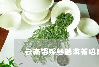 云南资深熟普洱茶招商/2023061324814