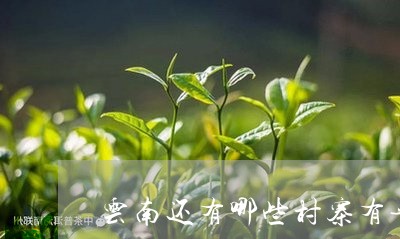 云南还有哪些村寨有普洱茶/2023082684747