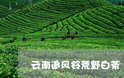 云南追风铃荒野白茶/2023071418493