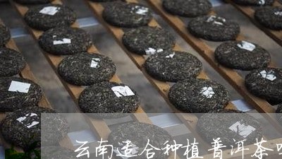 云南适合种植普洱茶吗视频/2023082874057