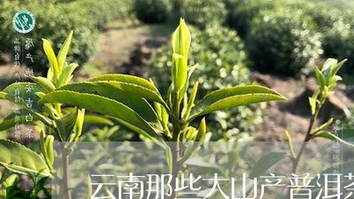 云南那些大山产普洱茶/2023100740404