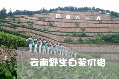 云南野生白茶价格/2023061458693