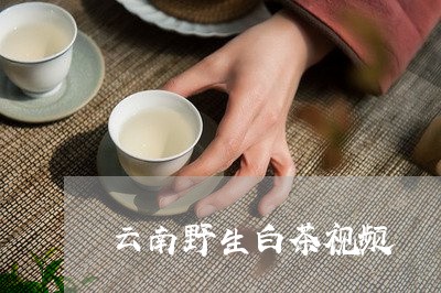 云南野生白茶视频/2023061410312