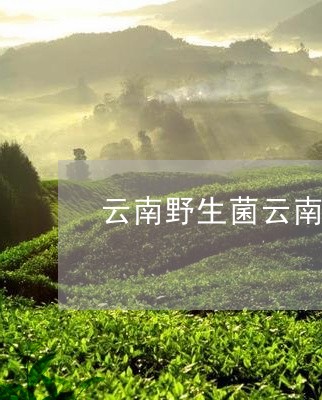 云南野生菌云南普洱茶/2023080179615