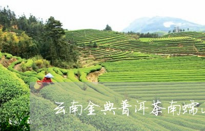 云南金典普洱茶南蠕山/2023092948492