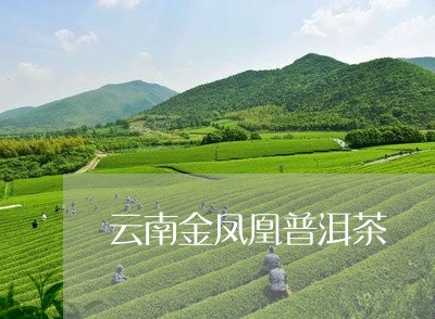 云南金凤凰普洱茶/2023101685939