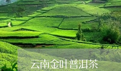 云南金叶普洱茶/2023102625248