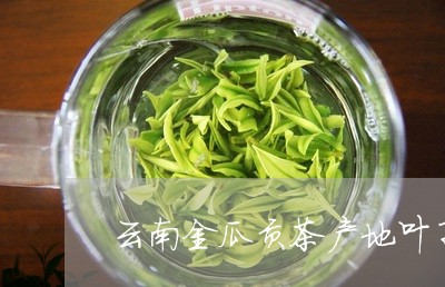 云南金瓜贡茶产地叶子/2023092189836