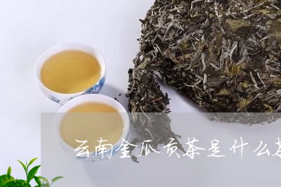 云南金瓜贡茶是什么茶/2023092194959