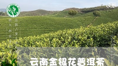 云南金银花普洱茶/2023102738392