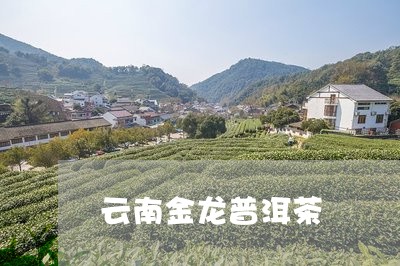 云南金龙普洱茶/2023101651824