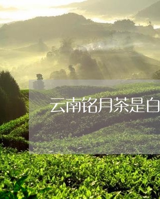 云南铭月茶是白茶吗/2023081221613