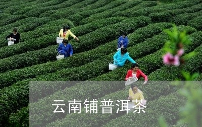 云南铺普洱茶/2023042773668