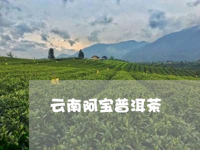 云南阿宝普洱茶/2023082891614