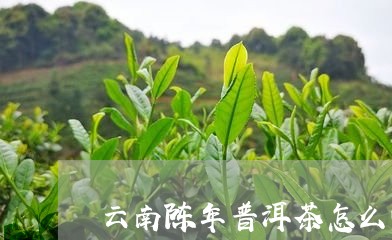 云南陈年普洱茶怎么喝/2023100850593