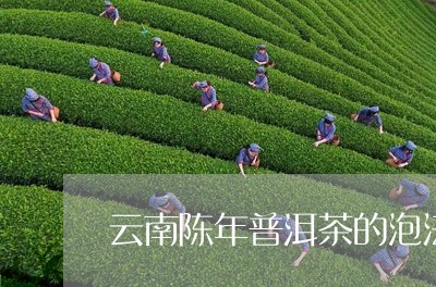 云南陈年普洱茶的泡法/2023092998361