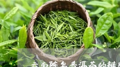 云南陈年普洱茶的辨别/2023100727158