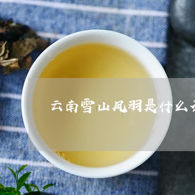 云南雪山凤羽是什么茶/2023071685937