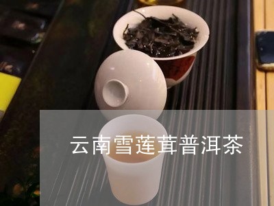 云南雪莲茸普洱茶/2023120415058