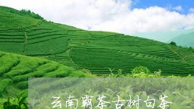 云南霸茶古树白茶/2023061486048