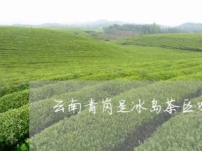 云南青岗是冰岛茶区吗/2023061247374