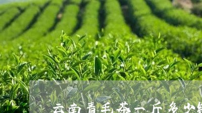 云南青毛茶一斤多少钱/2023061096268